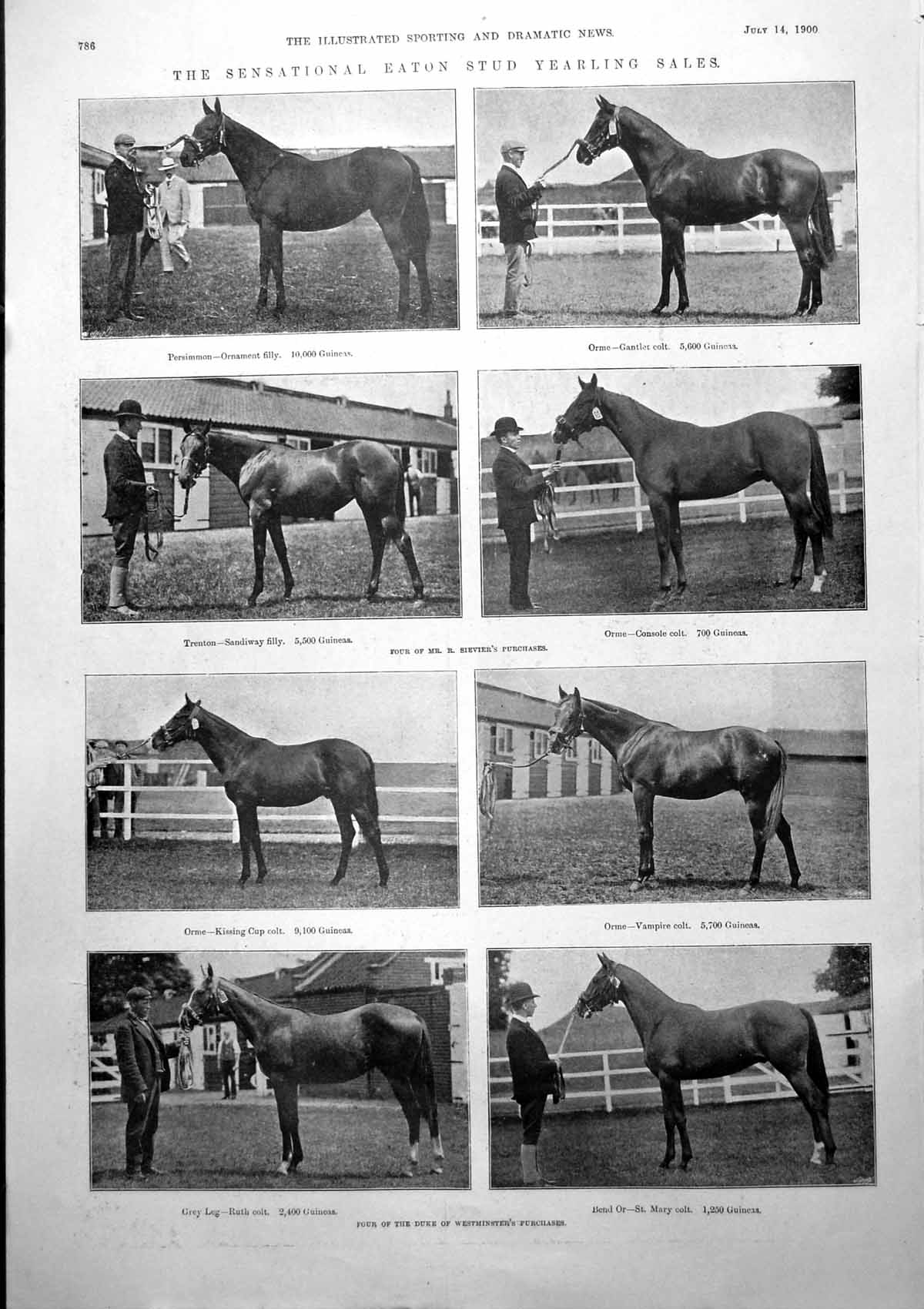 Old Print Eaton Stud Yearling Sales Persimmon Henley Regatta Miranda 1900 20th