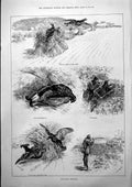 Antique Old Print Blackcock Shooting Corn Stalking Swimming Championship 1887