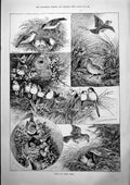Old Birds Nests Wrens Tit Larks Blackcaps C Critic Sarah Bernhardt 18 Victorian