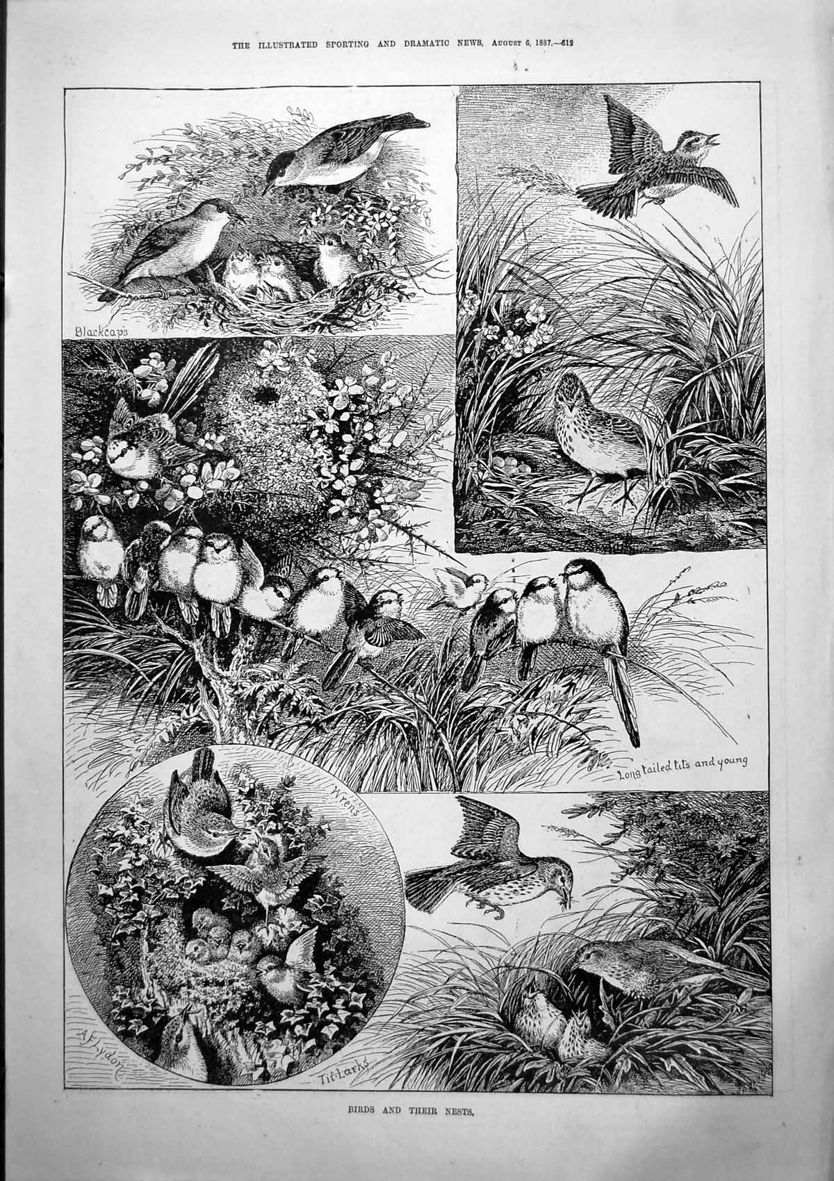 Old Birds Nests Wrens Tit Larks Blackcaps C Critic Sarah Bernhardt 18 Victorian