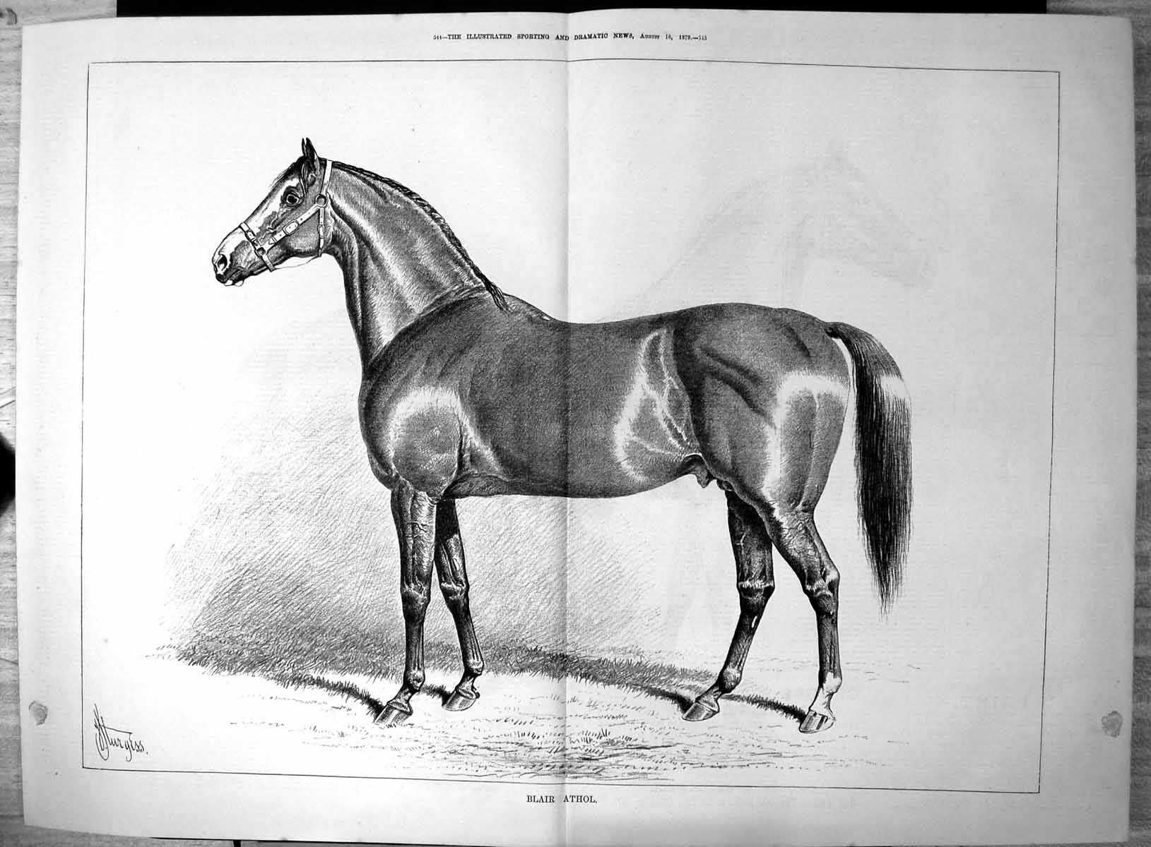 Original Old Antique Print Blair Athol J Sturgess Horse 1879 19th