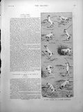 Old Dog Playing Golf Amusing Strip Late Prince Napoloen Portrait 1891 Victorian