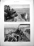 Old Print Holiday Channel Islands Alderneyjersey Cattle Travelling England 1894