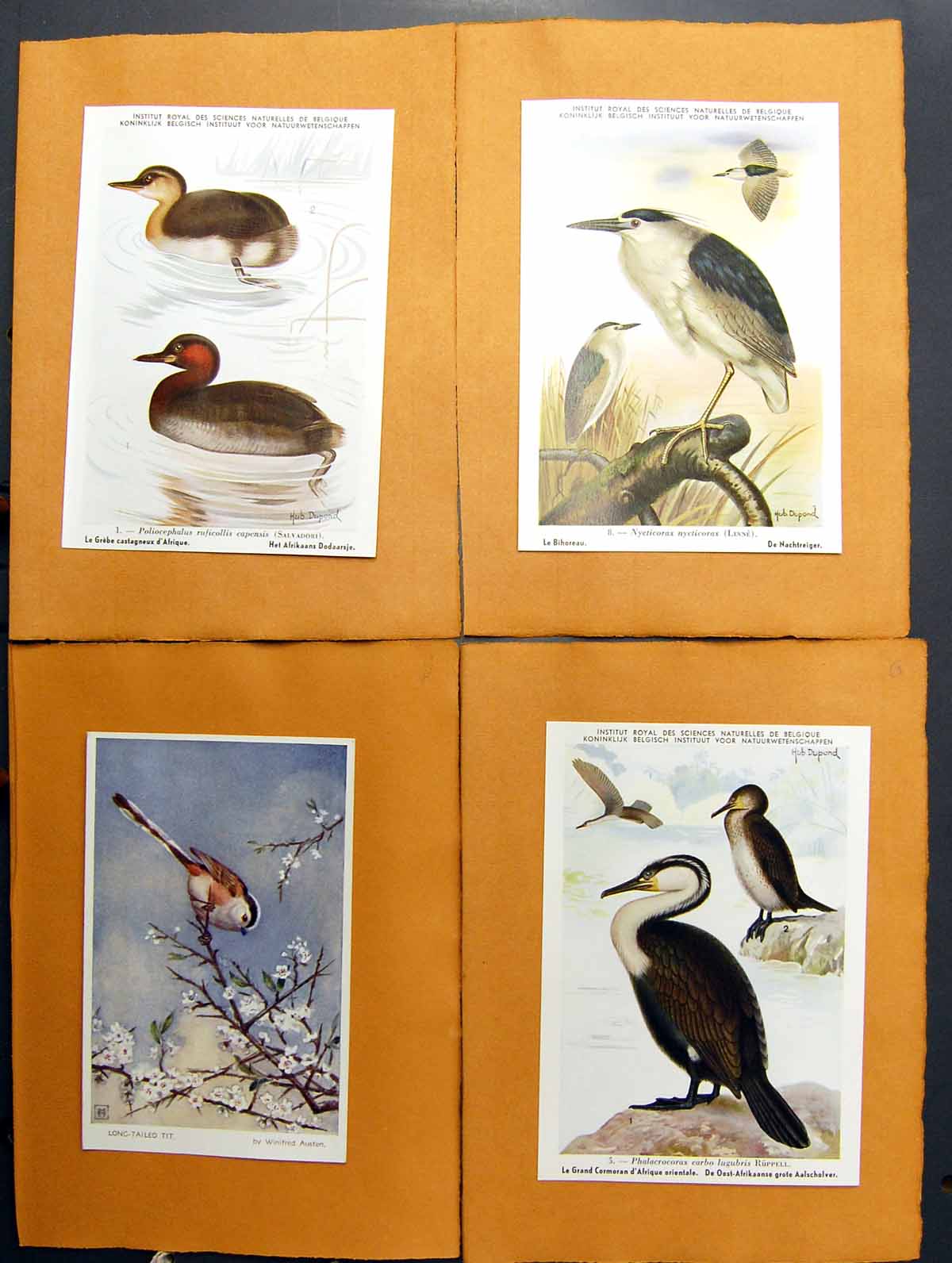 Antique Old Print Cormorant Long-Tailed Tit Night Heron Grebe Dupond Austen