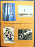 Original Old Antique Print Mute Swan Goose Ward