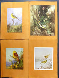 Antique Old Print Grey Wagtail Yellow J.C. Harrison Yellowhammer Greenfinch