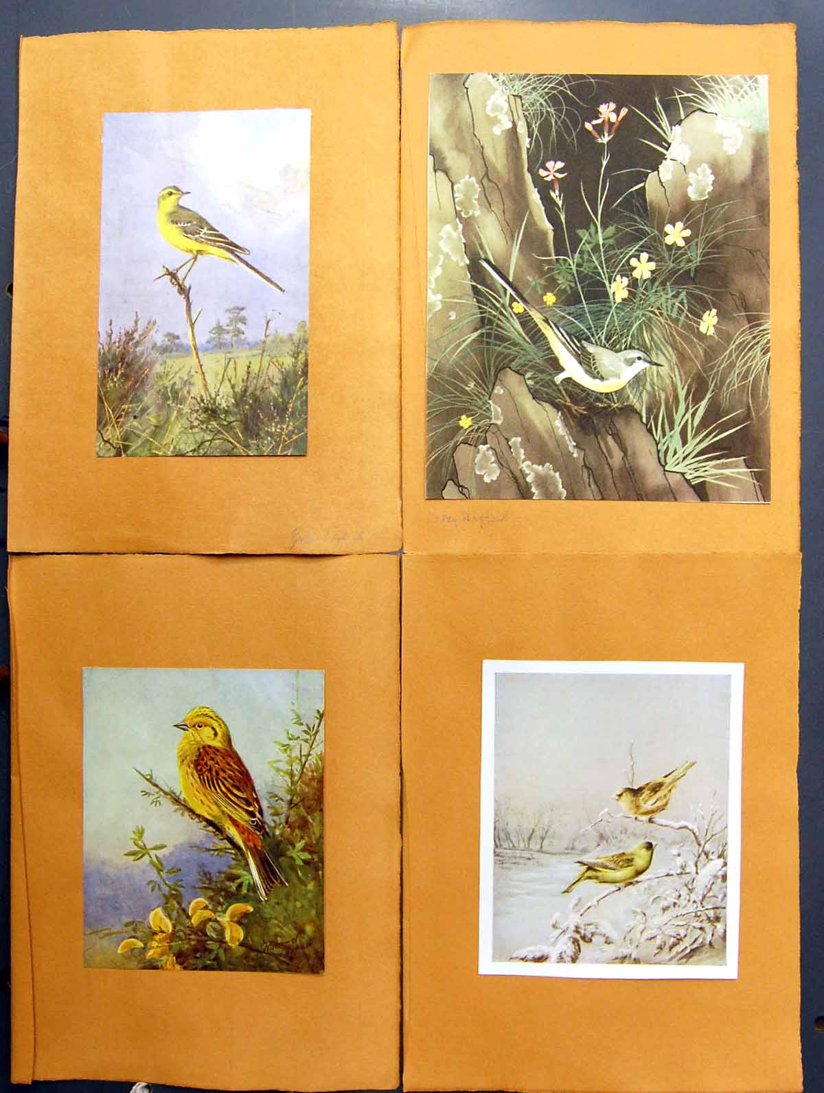 Antique Old Print Grey Wagtail Yellow J.C. Harrison Yellowhammer Greenfinch