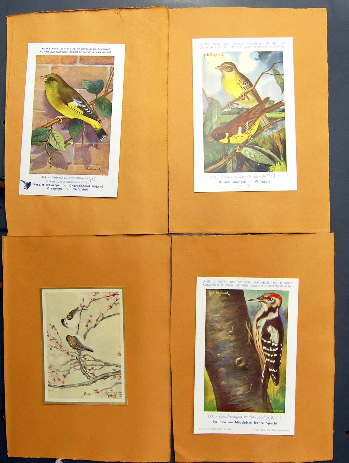 Antique Print Yellow Breasted Bunting Greenfinch Middle Spotted Woodpecker