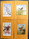 Original Old Antique Print Redstart Coal Tit Dartford Warbler Long-Tailed Tit