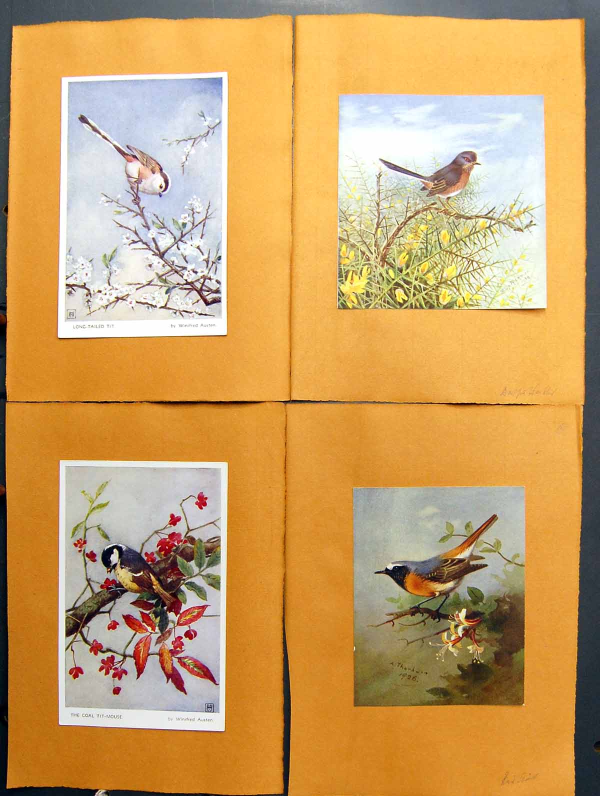 Original Old Antique Print Redstart Coal Tit Dartford Warbler Long-Tailed Tit