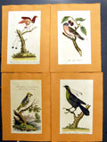 Old Print Gen Throated Bird Paradise Crested Wren Bullfinch King Greater