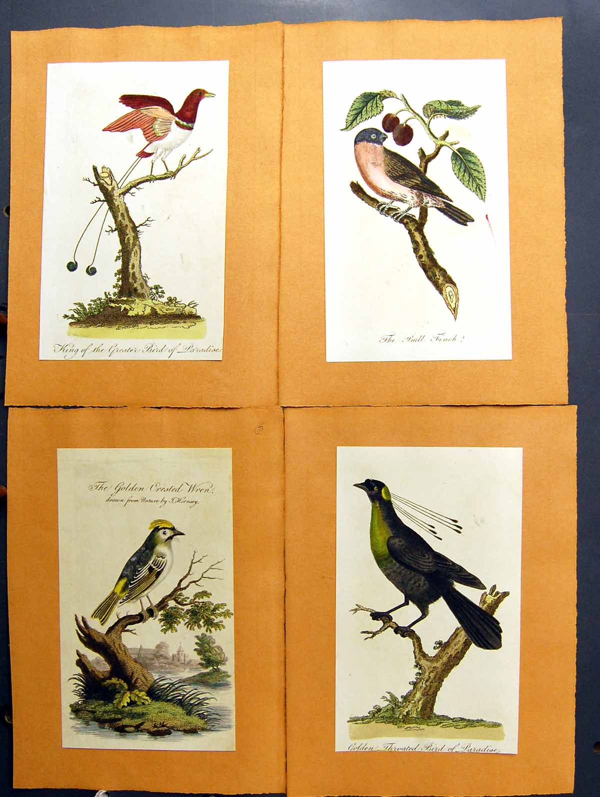 Old Print Gen Throated Bird Paradise Crested Wren Bullfinch King Greater