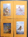 Original Old Antique Print Waxwing Gcrest Gfinch J.C. Harrison Thorburn Rickman