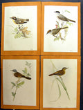 Original Old Antique Print Warbler Three Different Kinds