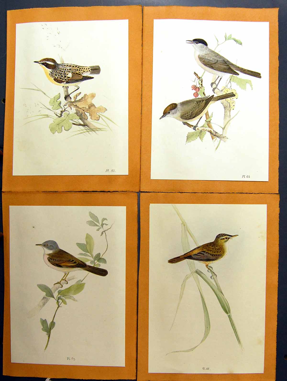 Original Old Antique Print Warbler Three Different Kinds