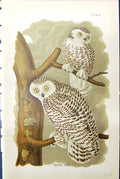 Original Old Antique Print Birds Warren Colour 1890 Snowy Owl Sitting Tree 19th