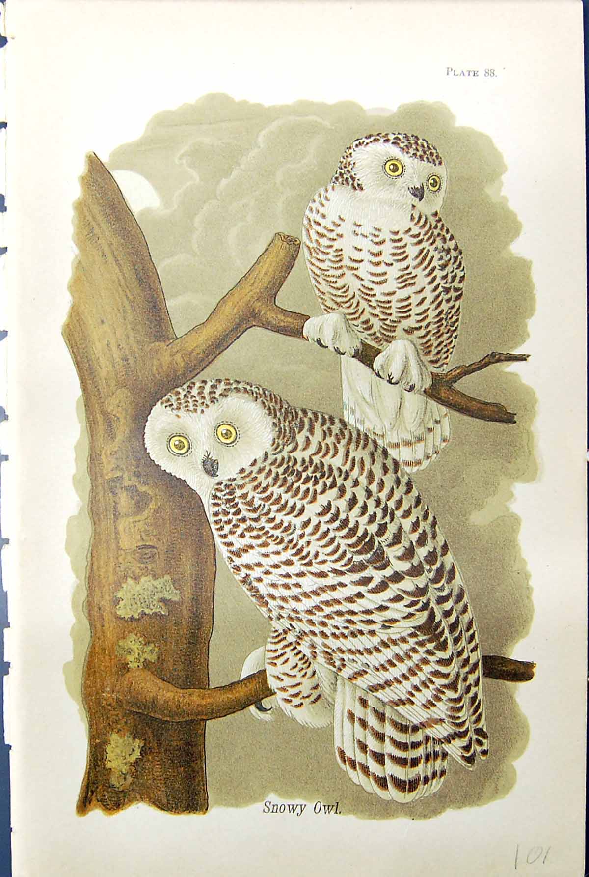 Original Old Antique Print Birds Warren Colour 1890 Snowy Owl Sitting Tree 19th