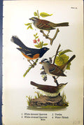 Antique Print White-Throated Sparrow Towhee Water Thrush Birds Warren 1890 19th