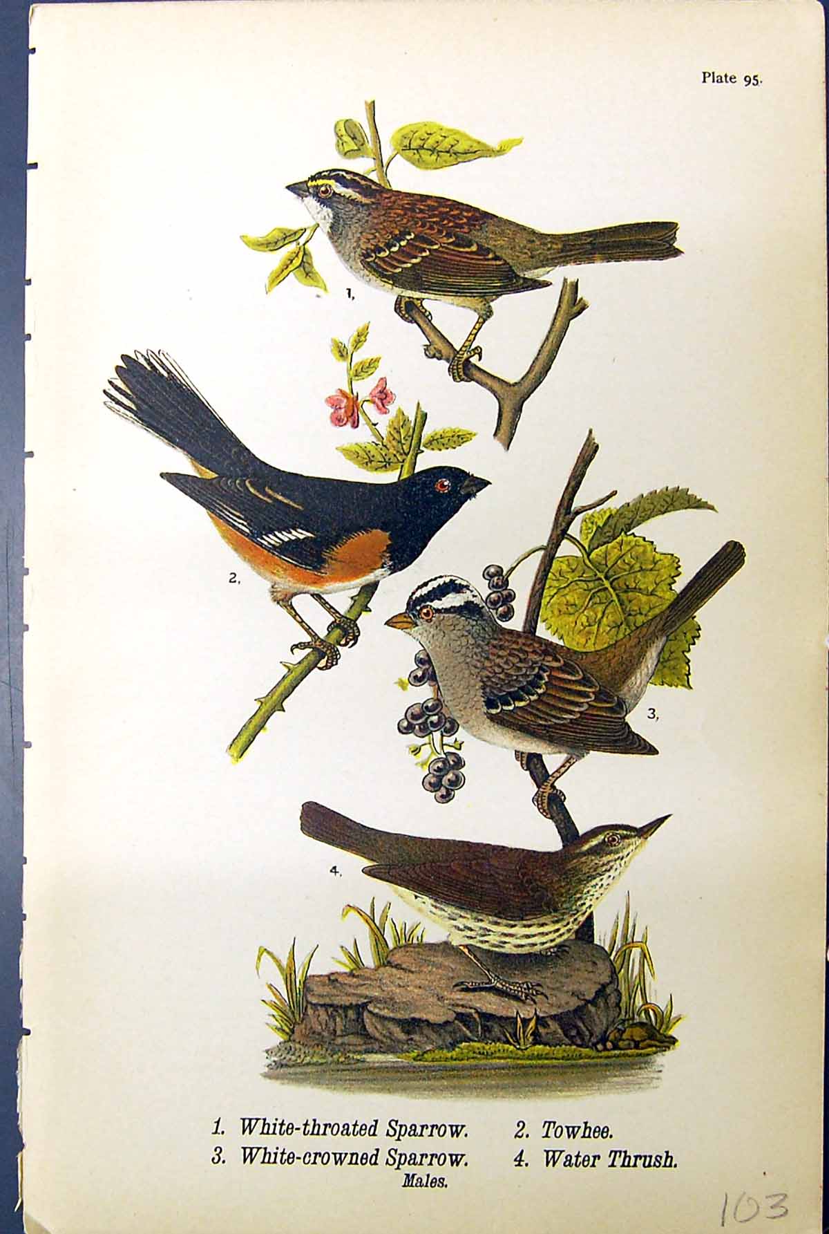 Antique Print White-Throated Sparrow Towhee Water Thrush Birds Warren 1890 19th