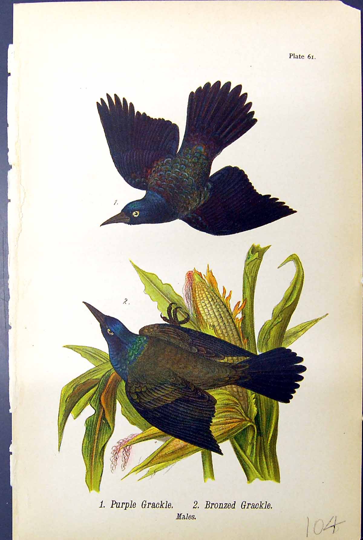 Old Antique Print Flying Birds Warren Colour 1890 Purple Grackle Bronzed 19th