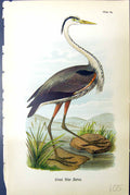 Original Old Antique Print Great Blue Heron Birds Warren Colour 1890 Victorian