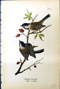 Old Antique Print Blackcap Titmouse Male Female Birds Warren Colour 1890 19th