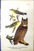 Antique Print Great Horned Owl Blue-Winged Warbler Vireo Birds Warren 1890 19th