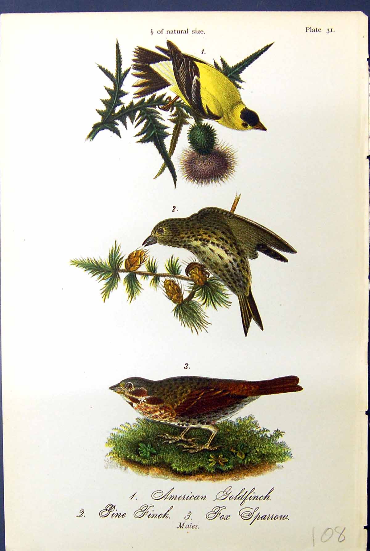 Antique Print American Gfinch Pine Finch Sparrow Birds Warren Colour 1890 19th