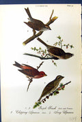 Antique Old Print Purple Finch Chipping Song Sparrow Birds Warren Colour 1890