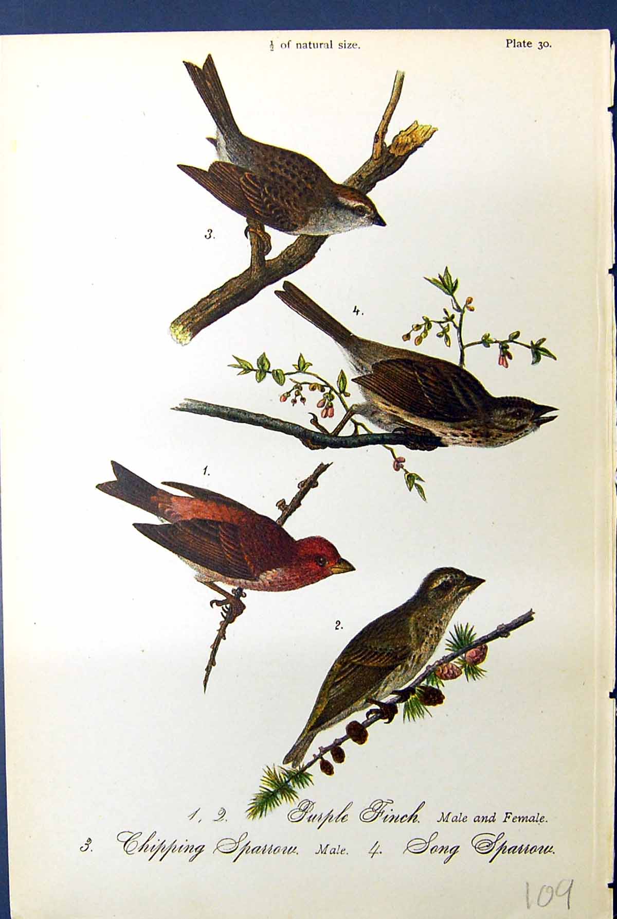 Antique Old Print Purple Finch Chipping Song Sparrow Birds Warren Colour 1890