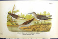 Antique Print Great Yellow-Legs Spotted Sandpiper Birds Warren Colour 1890 19th