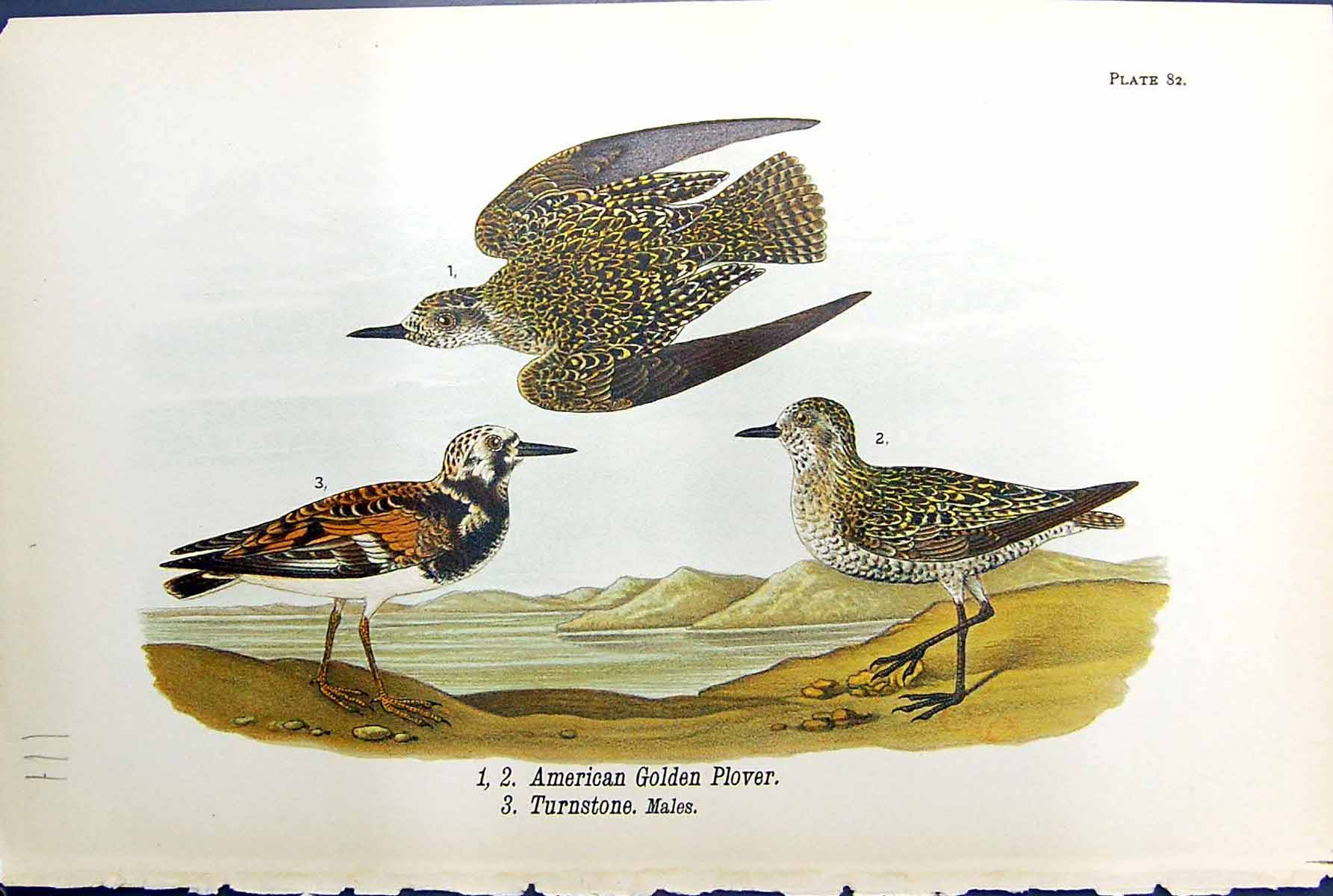 Antique Print American Gen Plover Turnstone Males Birds Warren Colour 1890 19th