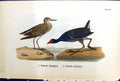 Antique Print Pectoral Sandpiper Florida Gallinule Birds Warren Colour 1890