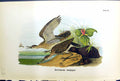 Original Old Antique Print Bartramian Sandpiper Birds Warren Colour 1890 19th