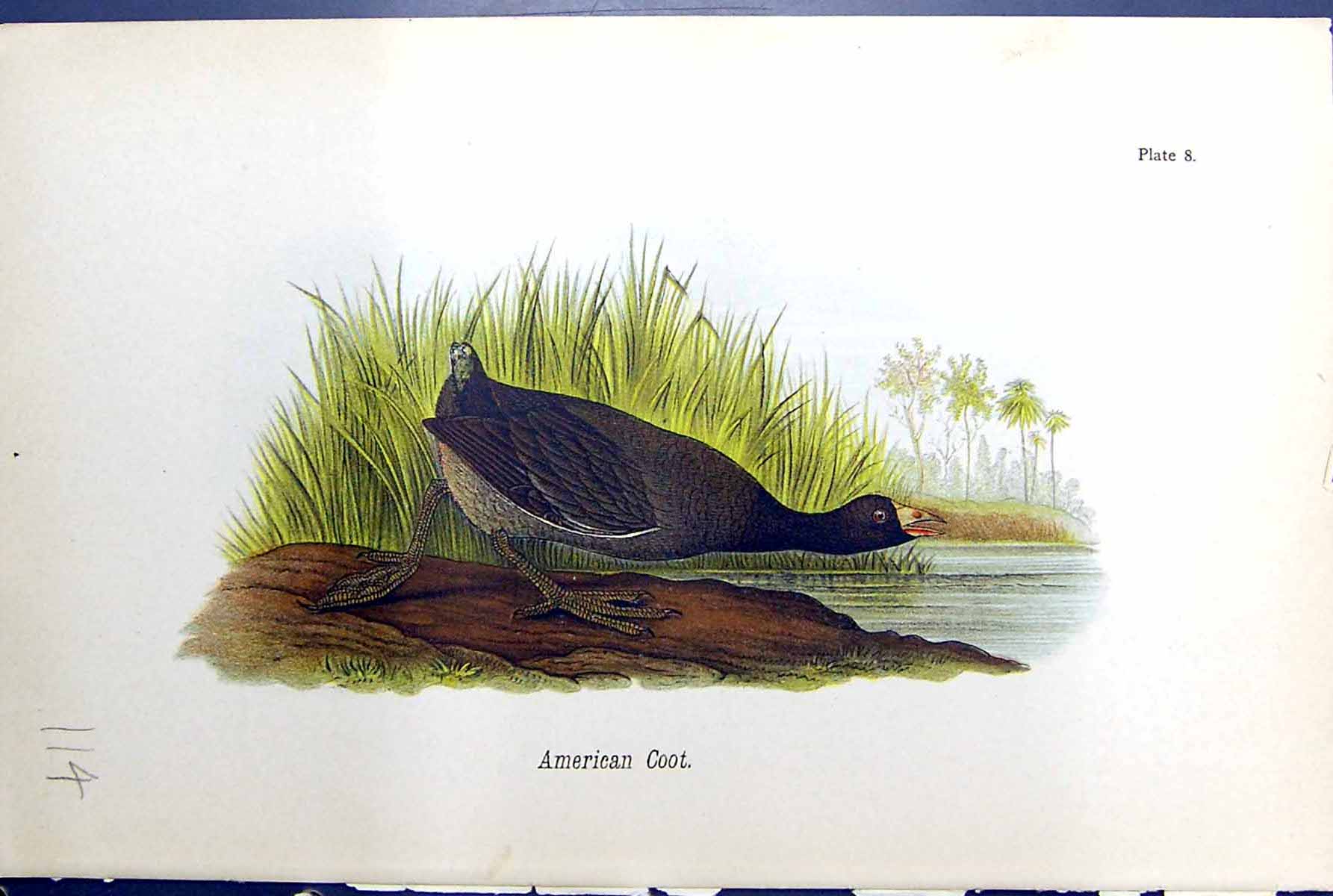 Original Old Antique Print American Coot Birds Warren Colour 1890 Victorian
