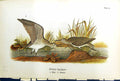Old Antique Print Solitary Sandpiper Male Female Birds Warren Colour 1890 19th