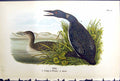 Original Old Antique Print Young Loon Winter Adult Birds Warren Colour 1890