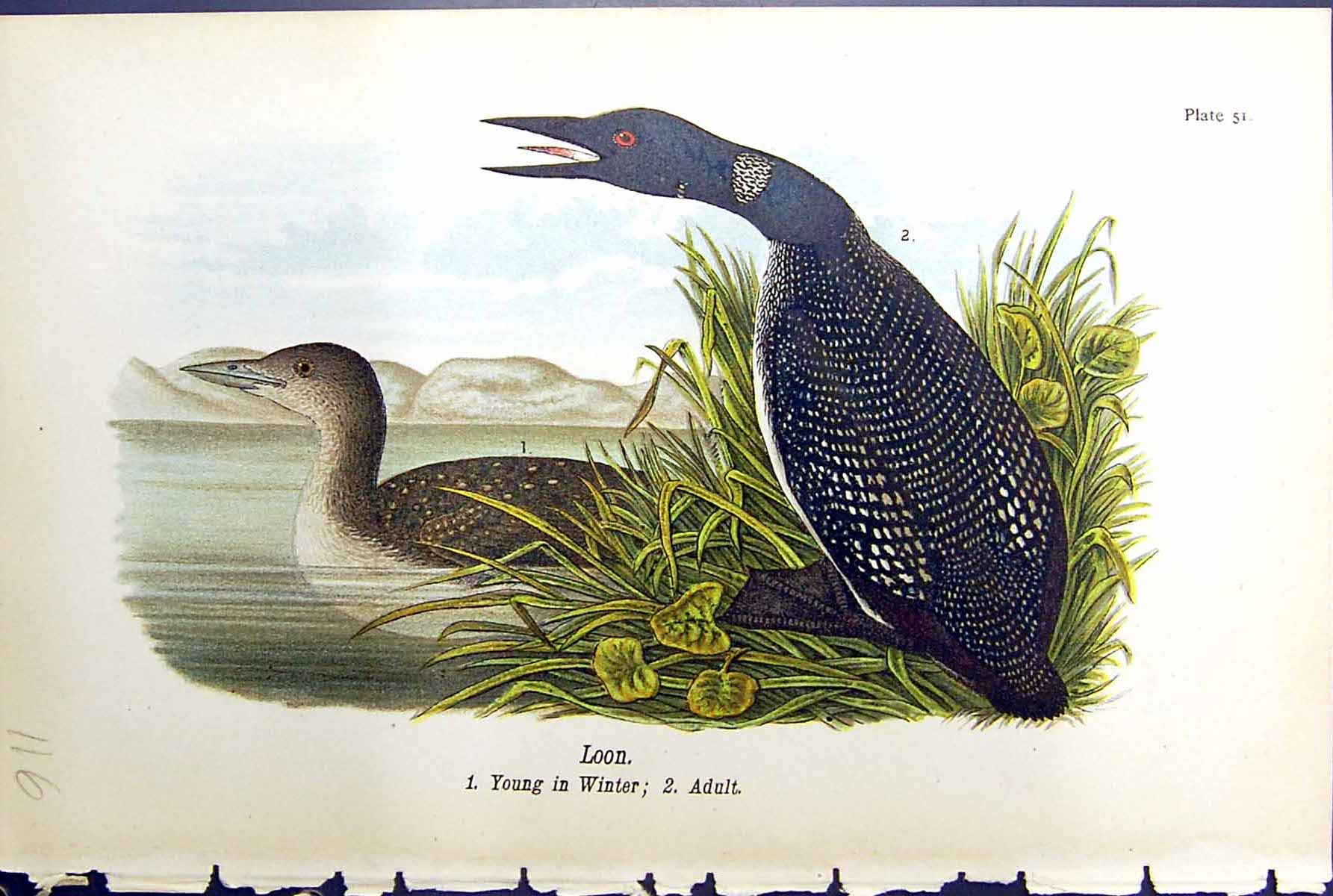 Original Old Antique Print Young Loon Winter Adult Birds Warren Colour 1890