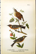 Old Carolina Wren Bay-Breasted Warbler Chestnut-Sided Birds Warren 18 19th