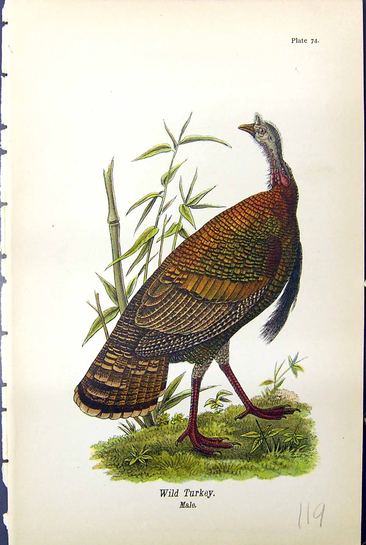 Original Old Antique Print Wild Turkey Male Birds Warren Colour 1890 Victorian