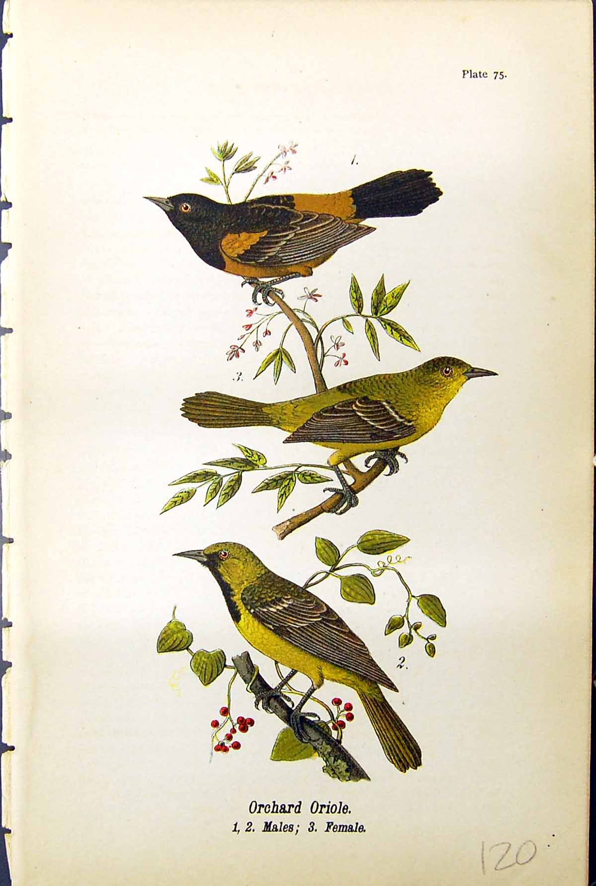 Original Old Antique Print Orchard Oriole Male Female Birds Warren Colour 1890