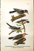 Antique Old Print Hairy Woodpecker Male Downy Red-Bellied Birds Warren 1890
