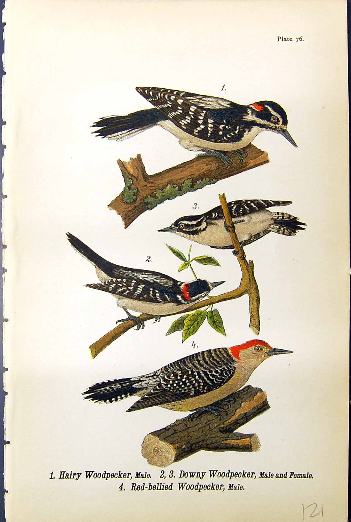Antique Old Print Hairy Woodpecker Male Downy Red-Bellied Birds Warren 1890