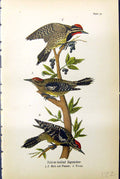 Antique Print Yellow-Bellied Sapsucker Male Female Young Birds Warren 1890 19th