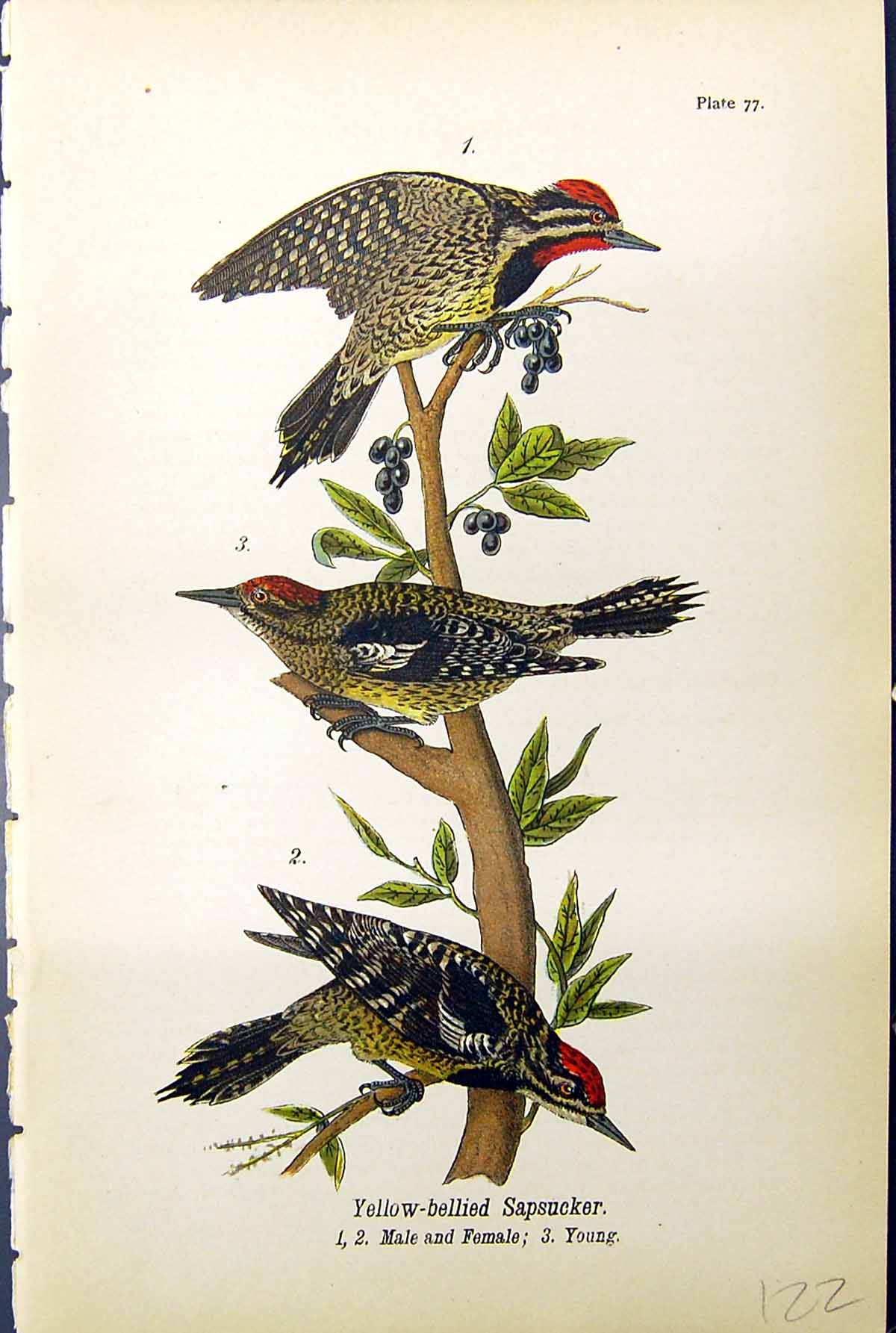 Antique Print Yellow-Bellied Sapsucker Male Female Young Birds Warren 1890 19th