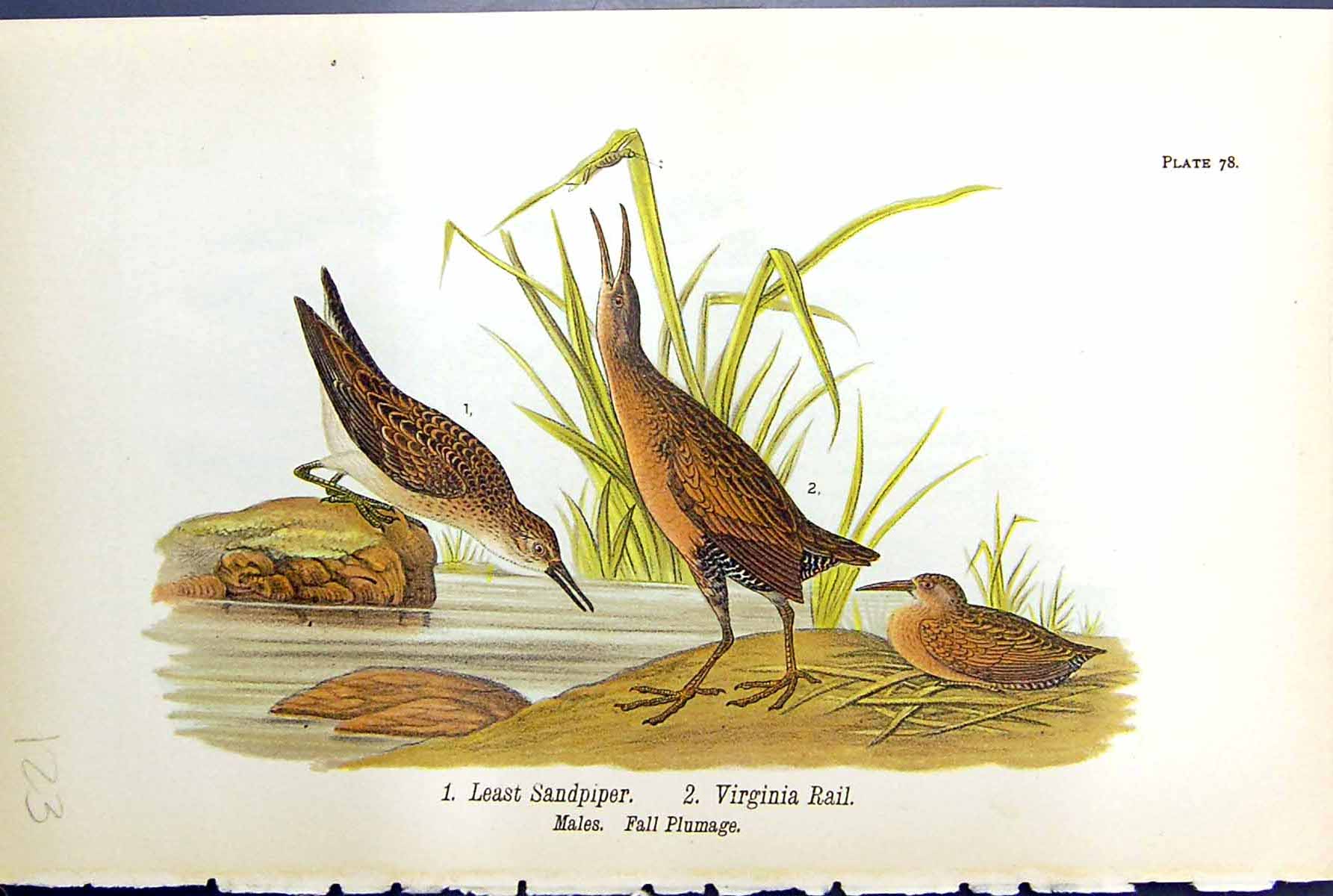 Old Least Sandpiper Virginia Rail Male Full Plumage Birds Warren 1890 Victorian