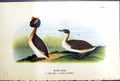 Old Antique Print Horned Grebe Adult Male Female Birds Warren Colour 1890 19th