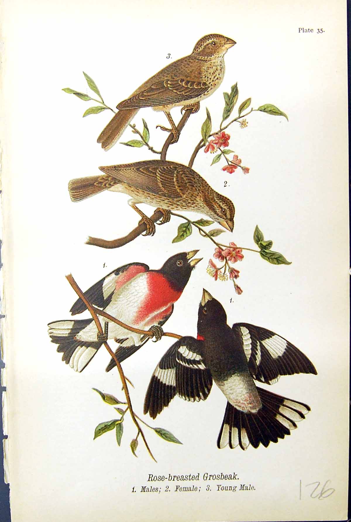 Antique Print Rose-Breasted Grosbeak Males Females Young Birds Warren 1890 19th