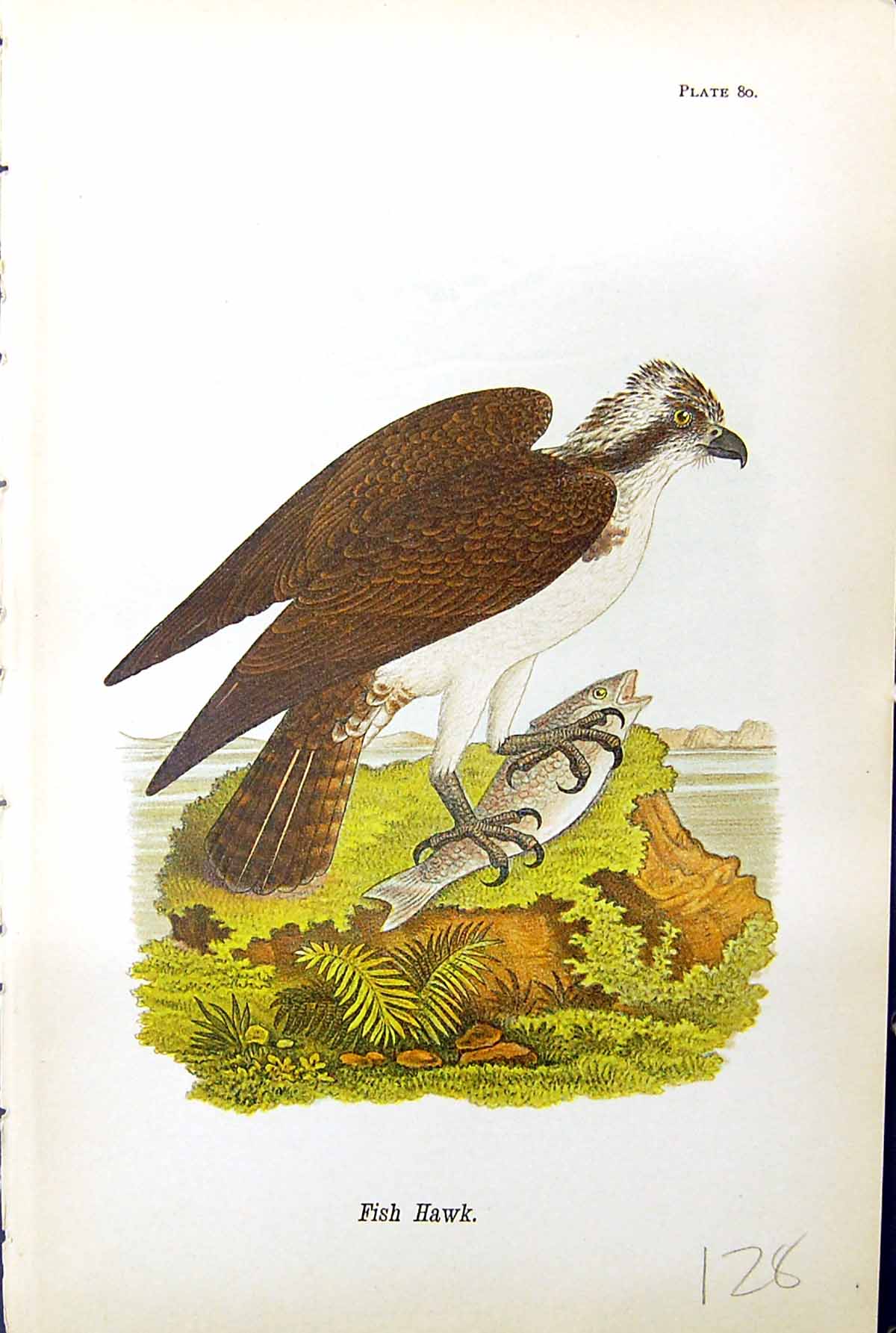 Original Old Antique Print Fish Hawk Birds Prey Warren Colour 1890 Victorian