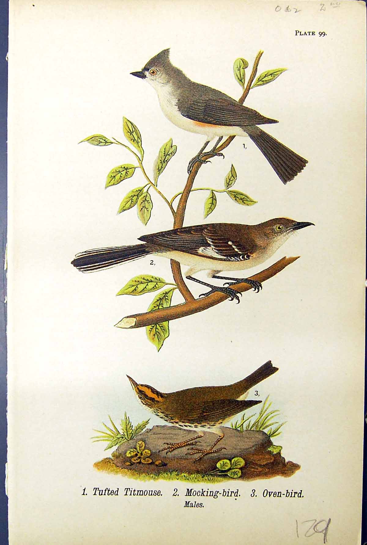 Old Print Birds Warren 1890 Tufted Titmouse Mocking-Bird Oven-Bird Males 19th